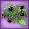 Belladonna