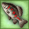 Black Tilapia