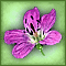 Truth Flower