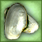 Clam Shell